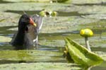 Galinlule_Poule_d_eau_Fontnay_le_Vicomte_23juin2006_JN64637