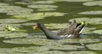 Galinlule_Poule_d_eau_Fontnay_le_Vicomte_23juin2006_JN64642