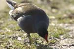 Gallinule_Poule_d_eau_Bois_Vincennes_Lac_Minimes_2mars2006__FE63940