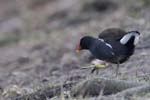 Gallinule_Poule_d_eau_Bois_Vincennes_Lac_Minimes_2mars2006__FE64013
