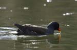 Gallinule_Poule_d_eau_Bois_Vincennes_Lac_Minimes_2mars2006__FE64413
