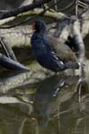 Gallinule_poule_d_eau_Bois_Vincennes_La_Minimes_4avril2006__MR69552