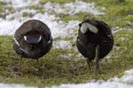 Gallinule_poule_d_eau_Bois_Vincennes_Lac_Daumesnil_1mars2006__FE63756