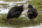 Gallinule_poule_d_eau_Bois_Vincennes_Lac_Daumesnil_1mars2006__FE63760
