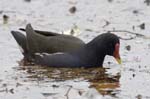 Gallinule_poule_d_eau_Bois_Vincennes_Lac_Daumesnil_1mars2006__FE63806