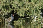 Gallinule_poule_d_eau_Bois_Vincennes_Lac_Minimes_13mars2006_MR66597
