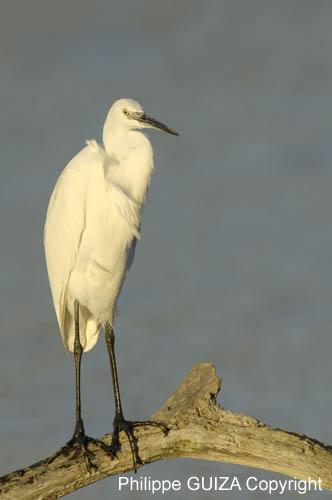 Aigrette_garzette_LeTeich_Parc_Ornithologique_Septembre2006_JN61803