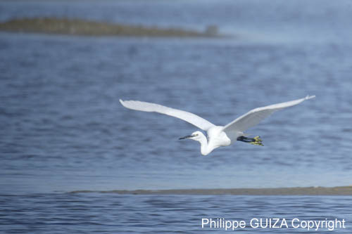 Aigrette_garzette_LeTeich_Parc_Ornithologique_Septembre2006_JN61954
