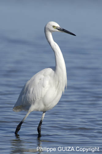Aigrette_garzette_LeTeich_Parc_Ornithologique_Septembre2006_JN62006