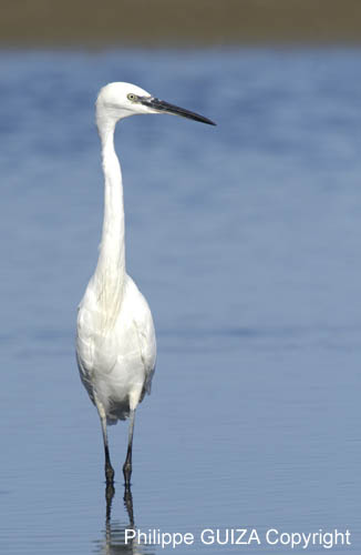 Aigrette_garzette_LeTeich_Parc_Ornithologique_Septembre2006_JN62015