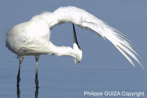 Aigrette_garzette_LeTeich_Parc_Ornithologique_Septembre2006_JN62031