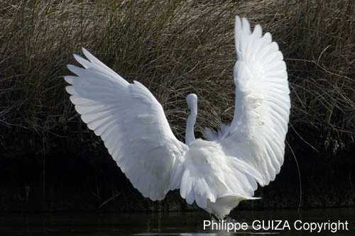 Aigrette_garzette_LeTeich_Parc_Ornithologique_Septembre2006_JN63864
