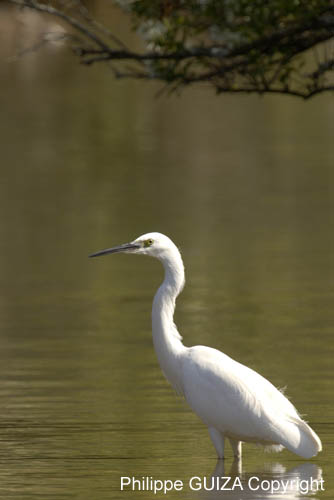 Aigrette_garzette_LeTeich_Parc_Ornithologique_Septembre2006_JN64148