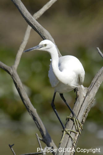 Aigrette_garzette_LeTeich_Parc_Ornithologique_Septembre2006_JN64151