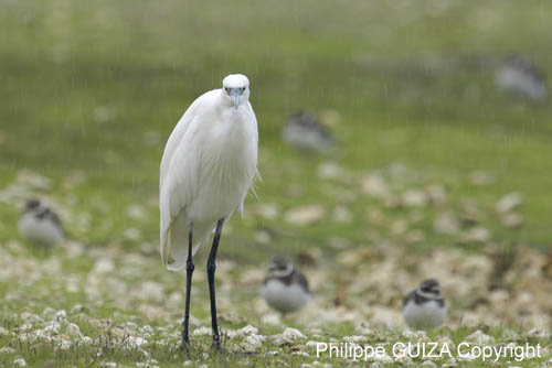 Aigrette_garzette_LeTeich_Parc_Ornithologique_Septembre2006_JN65318