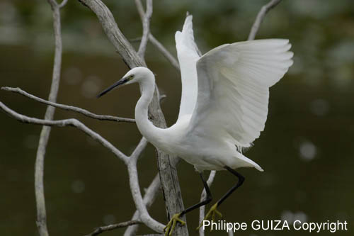Aigrette_garzette_LeTeich_Parc_Ornithologique_Septembre2006_JN65560