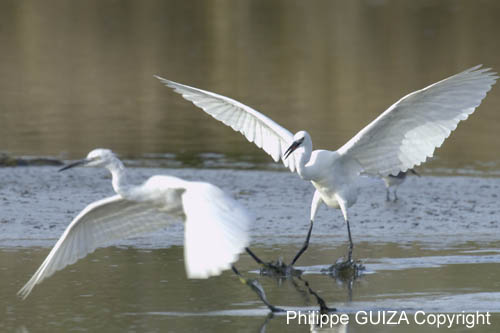 Aigrette_garzette_LeTeich_Parc_Ornithologique_Septembre2006_JN68306