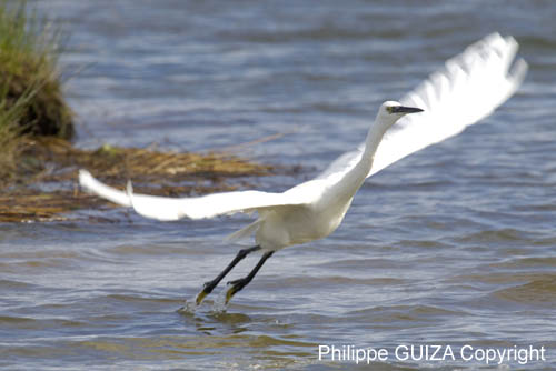 Aigrette_garzette_LeTeich_Parc_Ornithologique_Septembre2006_JN69185