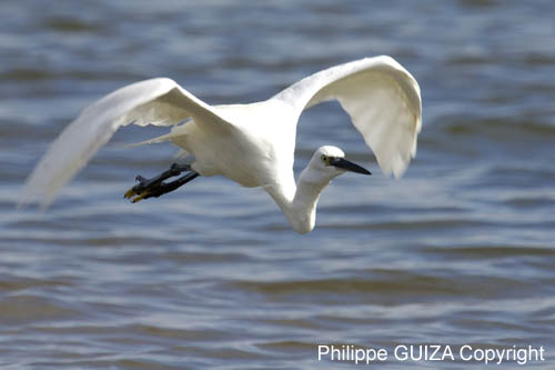 Aigrette_garzette_LeTeich_Parc_Ornithologique_Septembre2006_JN69190