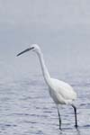 Aigrette_garzette_LeTeich_Parc_Ornithologique_Septembre2006_JN60064