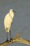 Aigrette_garzette_LeTeich_Parc_Ornithologique_Septembre2006_JN61803