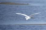 Aigrette_garzette_LeTeich_Parc_Ornithologique_Septembre2006_JN61954