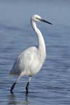 Aigrette_garzette_LeTeich_Parc_Ornithologique_Septembre2006_JN62006
