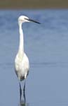 Aigrette_garzette_LeTeich_Parc_Ornithologique_Septembre2006_JN62015