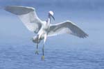 Aigrette_garzette_LeTeich_Parc_Ornithologique_Septembre2006_JN62083