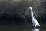 Aigrette_garzette_LeTeich_Parc_Ornithologique_Septembre2006_JN63819