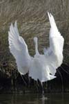 Aigrette_garzette_LeTeich_Parc_Ornithologique_Septembre2006_JN63863
