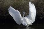 Aigrette_garzette_LeTeich_Parc_Ornithologique_Septembre2006_JN63864