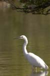 Aigrette_garzette_LeTeich_Parc_Ornithologique_Septembre2006_JN64148