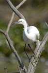 Aigrette_garzette_LeTeich_Parc_Ornithologique_Septembre2006_JN64151