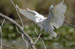 Aigrette_garzette_LeTeich_Parc_Ornithologique_Septembre2006_JN64155