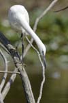 Aigrette_garzette_LeTeich_Parc_Ornithologique_Septembre2006_JN64167