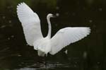 Aigrette_garzette_LeTeich_Parc_Ornithologique_Septembre2006_JN65547