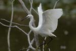 Aigrette_garzette_LeTeich_Parc_Ornithologique_Septembre2006_JN65560
