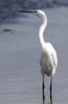 Aigrette_garzette_LeTeich_Parc_Ornithologique_Septembre2006_JN69099