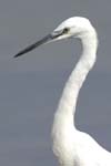 Aigrette_garzette_LeTeich_Parc_Ornithologique_Septembre2006_JN69130