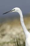 Aigrette_garzette_LeTeich_Parc_Ornithologique_Septembre2006_JN69136