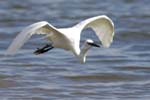 Aigrette_garzette_LeTeich_Parc_Ornithologique_Septembre2006_JN69190