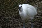 Aigrette_garzette_LeTeich_Parc_Ornithologique_avril2005_MR60984