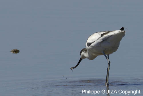 Avocette_elegante_LeTeich_Parc_Ornithologique_mai2006_MI67945