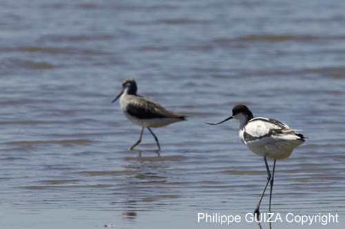 Avocette_elegante_LeTeich_Parc_Ornithologique_mai2006_MI67989