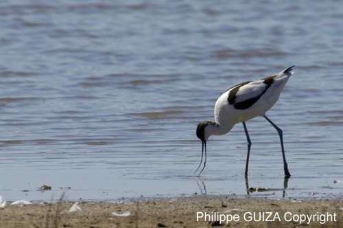 Avocette_elegante_LeTeich_Parc_Ornithologique_mai2006_MI67992
