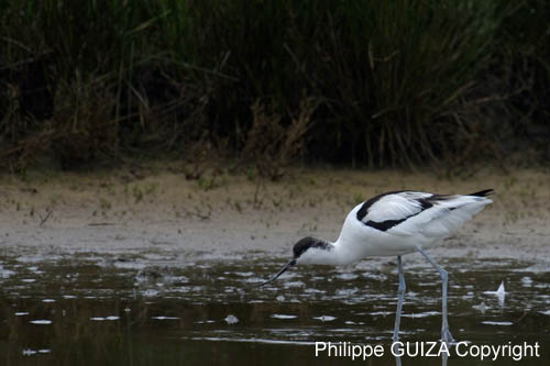 Avocette_elegante_LeTeich_Parc_Ornithologique_mai2006_MI69616