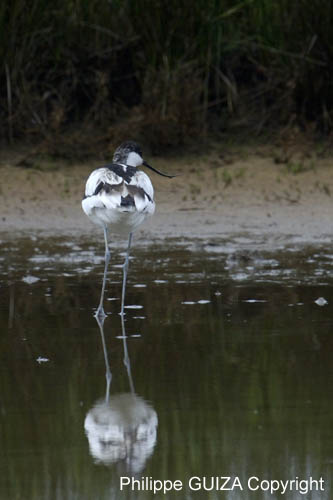 Avocette_elegante_LeTeich_Parc_Ornithologique_mai2006_MI69621