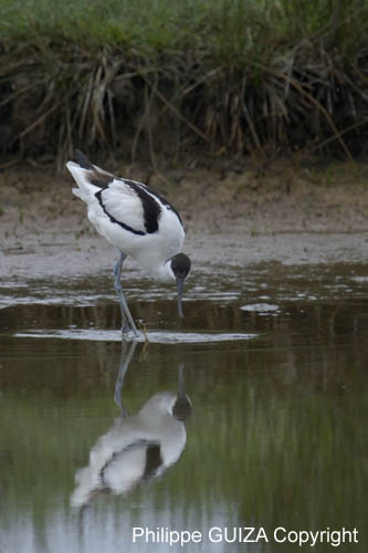 Avocette_elegante_LeTeich_Parc_Ornithologique_mai2006_MI69638
