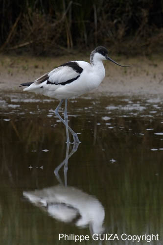 Avocette_elegante_LeTeich_Parc_Ornithologique_mai2006_MI69645